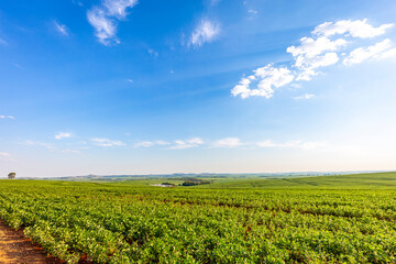 Fototapeta na wymiar Soybean field in a sunny day. Agricultural scene.
