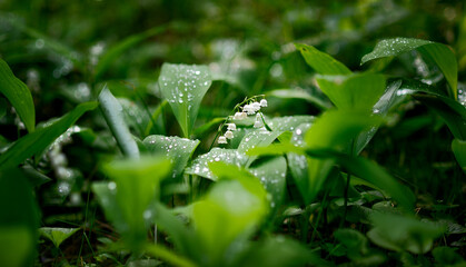 The green glade of lily of the valley flowers in the spring forest.