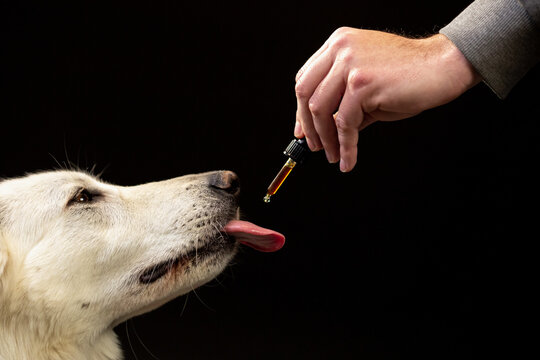 Dog taking CBD hemp oil. White Swiss Shepherd licking cannabis dropper for anxiety treatment.