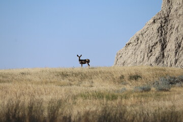 Distant deer in grassland