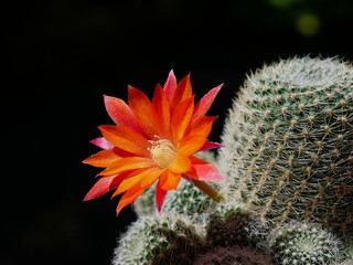 Rote Kaktusblüte einer Rebutie