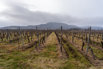 Fototapeta na wymiar Goxwiller, France - 12 24 2021: View of vines in the countryside along the wine route