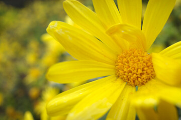 Yellow flowers in the garden
