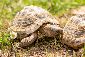 Grichchin's tortoise outside in the green. Latin name - testudo hermanni