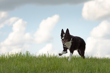 Cute beautiful Border Collie on a green meadow outside in the nature in front of blue sky background