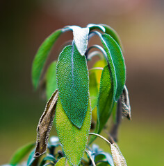 Image of Sage Leaves 