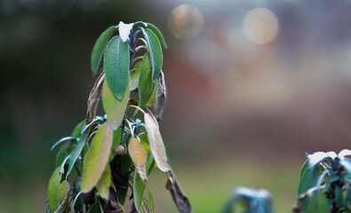 Image of sage leaves 