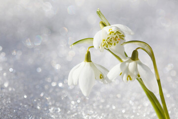 Snowdrops flowers on a background of snow, sunlight, blur, postcard for the spring holidays in March.