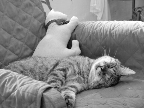 chat
