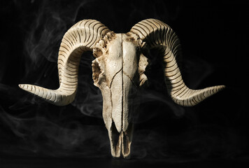 Skull of sheep on dark background
