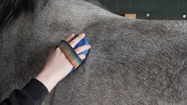 Horse cleaning with a currycomb closeup