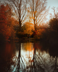 Obraz premium Vertical photo with sun highlighting a golden tree in the fall that is reflecting off of the water with free space