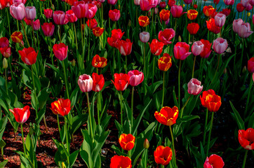 red tulips growing in a flower bed