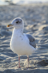 Portrait einer Lachmöwe, Möwe an der Ostsee.
