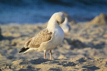 Portrait einer Mantelmöwe, Möwe an der Ostsee.

