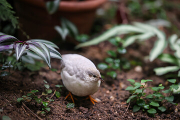 Nahaufnahme, Portrait einer Zwergwachtel, eine Art der Fasanenartigen (Phasianidae)
