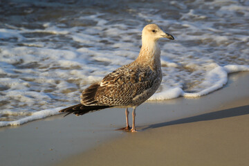 Portrait einer Mantelmöwe, Möwe an der Ostsee.
