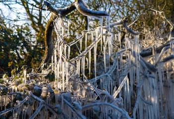 Low Freezing Temperature form large icicles in hedgerows and ice sculptures by the roadside on A120 in Bishops Stortford Hertfordshire