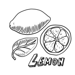 Hand drawn lemon vector illustration isolated on white background