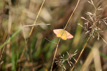 Ein Schmetterling auf einer Wiese, Wiesenpflanze. Wunderschöne Schmetterlinge Deutschlands.
