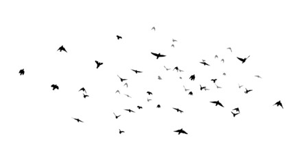 A flock of flying birds. Free birds. Vector illustration