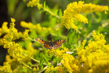 Ein Schmetterling auf einer Wiese, Wiesenpflanze. Wunderschöne Schmetterlinge Deutschlands.
