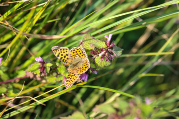 Ein Schmetterling auf einer Wiese, Wiesenpflanze. Wunderschöne Schmetterlinge Deutschlands.
