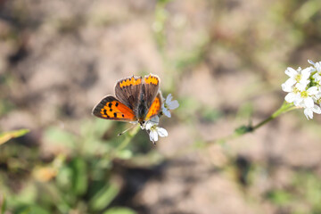 Ein Schmetterling auf einer Wiese, Wiesenpflanze. Wunderschöne Schmetterlinge Deutschlands.
