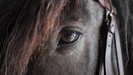 Horse eye closeup in a stable slow motion cinematic 4k shot - Powered by Adobe