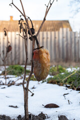 Withered lettuce peppers. Pepper on a bush after frost