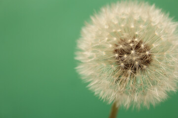 Dandelion Flower Seed Head With Green Background Close up