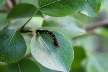 Eine Raupe, Larve eines Schmetterlings auf einer Pflanze.
