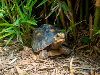 Red-Footed Tortoise (Chelonoidis Carbonarius) a Species from Northern South America Walking in the Forest
