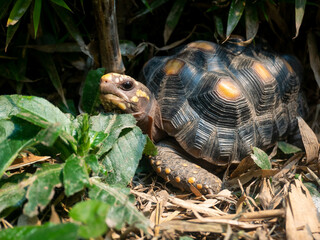 Red-Footed Tortoise (Chelonoidis Carbonarius) a Species from Northern South America Walking in the Forest