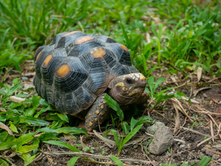 Red-Footed Tortoise (Chelonoidis Carbonarius) a Species from Northern South America Walking on the Grass