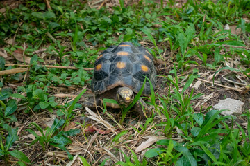 Red-Footed Tortoise (Chelonoidis Carbonarius) a Species from Northern South America Walking on the Grass