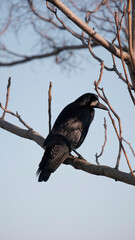 Black male crow sitting on the branch
