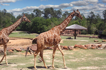 Giraffes in Wildlife Park With Blue Sky