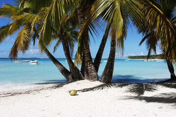 Empty beach, palm trees and coconuts on the shore of the azure seashore. Saona Island in the Dominican Republic