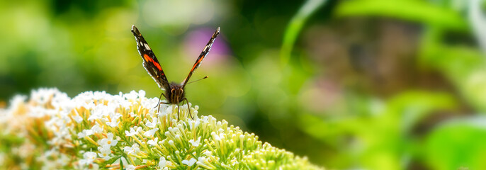 Red admiral (Vanessa atalanta) on buddleia