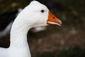 Pato blanco