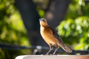 The Great-Tailed Grackle or Mexican Grackle (Quiscalus mexicanus), a Female Brown Bird Stands on the Edge of the White Balcony