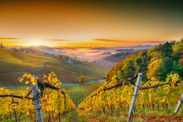 Crédence de cuisine en verre imprimé Couleur miel Astonishing vineyards landscape in South Styria near Gamlitz.