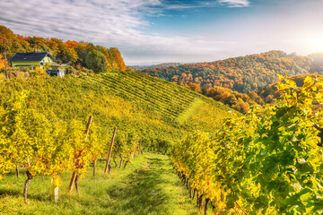 Fabulous vineyards landscape in South Styria near Gamlitz.