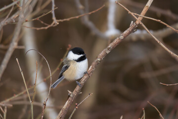 Obraz premium Black-capped chickadee perched on a small brach in winter. 