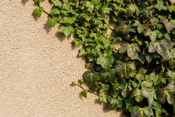 Green ivy and yellow beige stucco plaster wall. Photo background with free empty copy space for text