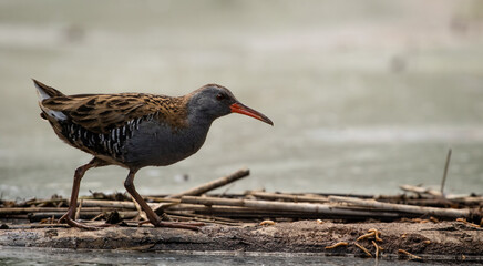 Water rail (Rallus aquaticus) in a marshy environment