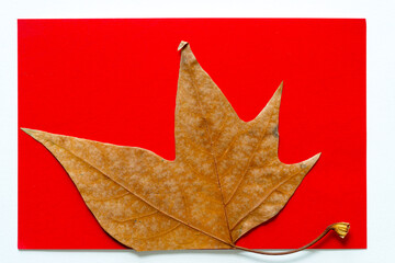 autumn leaf on a fancy paper background