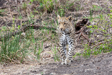 Leopard on the prowl