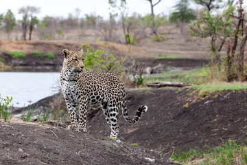 Leopard standing in the bush